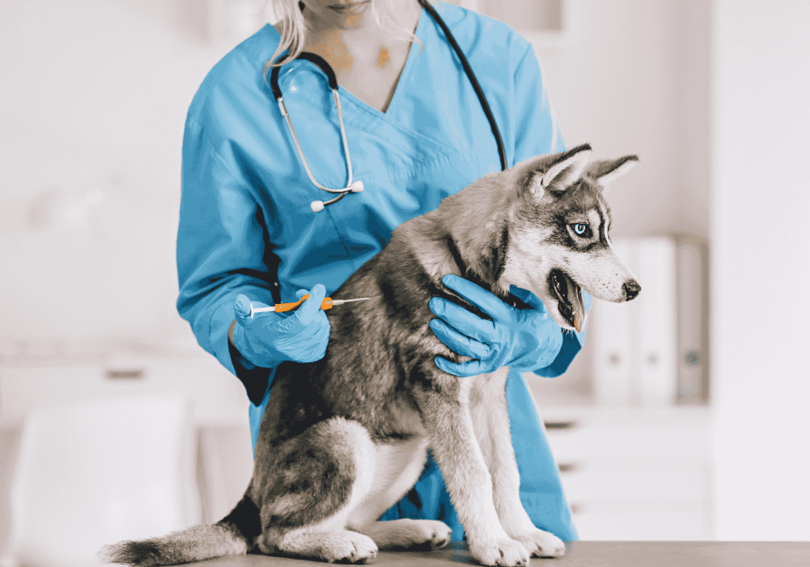 esterlizar a las mascotas