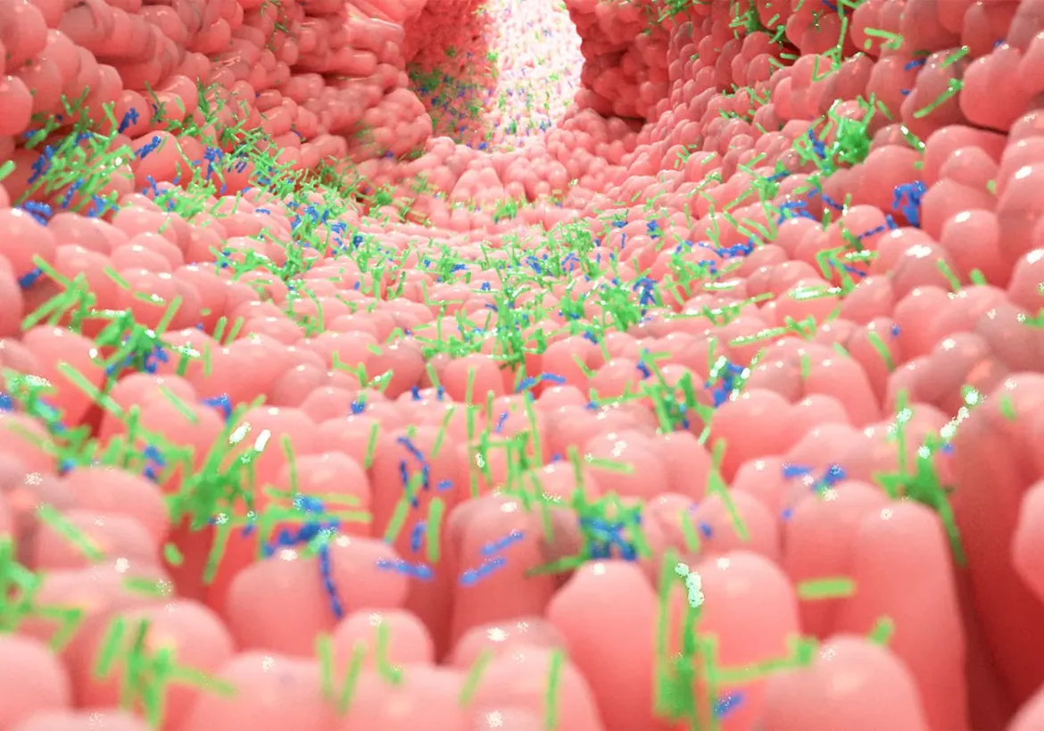 microorganismos y cáncer de colon