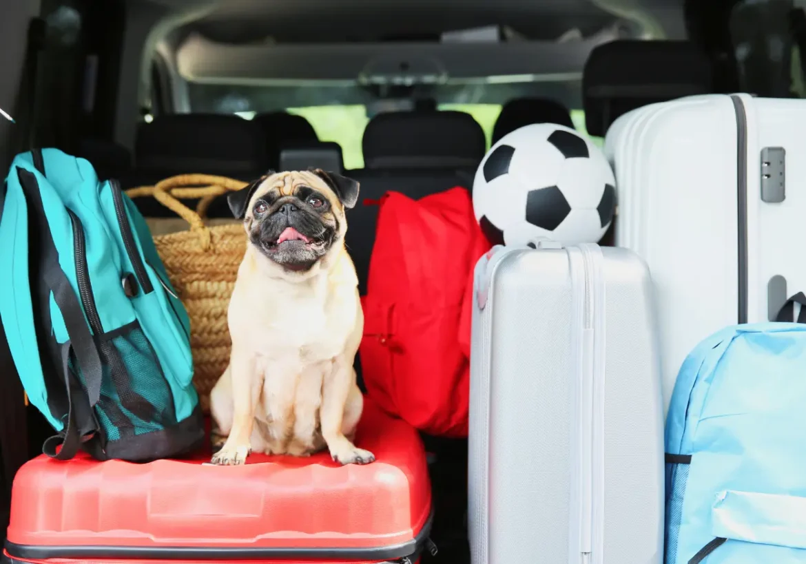 evitar los vómitos del perro al viajar